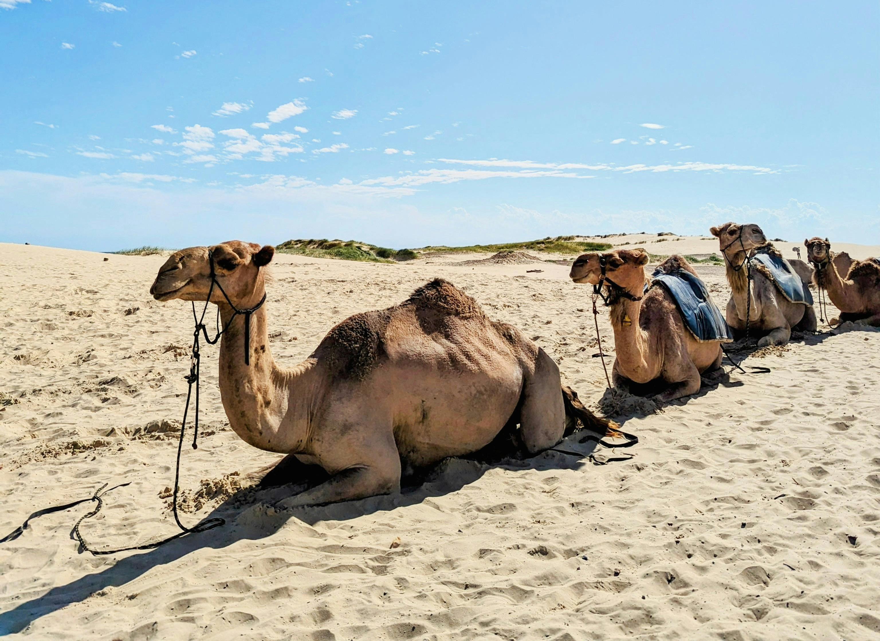 霍爾果斯事務所